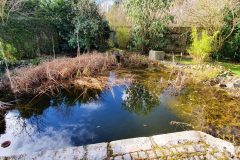 01-Zugewucherter-und-verschlammter-Teich-scaled