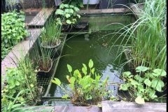 12-In-die-Jahre-gekommener-trueber-Koiteich-scaled